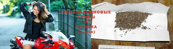 сатива Бородино